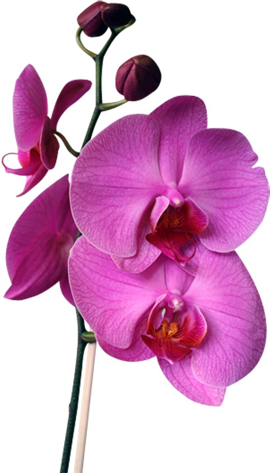 Vibrant Purple Orchid Stem PNG
