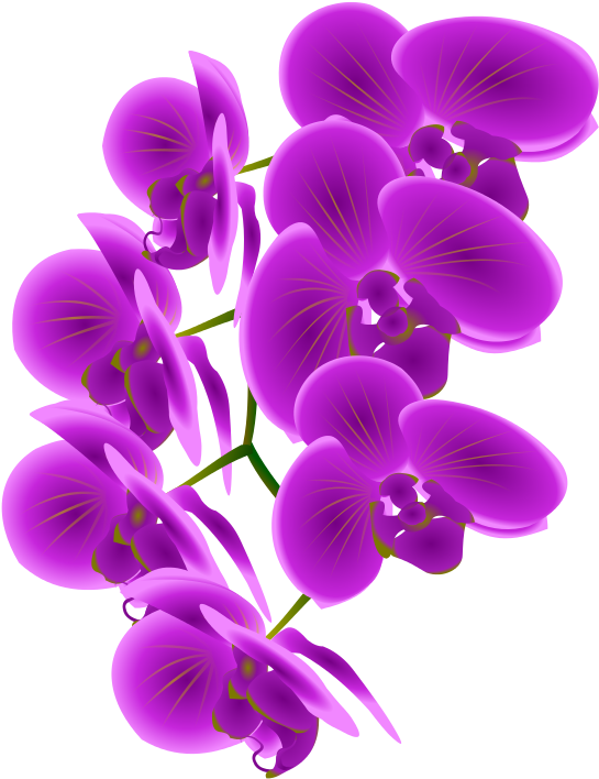 Vibrant Purple Orchids PNG