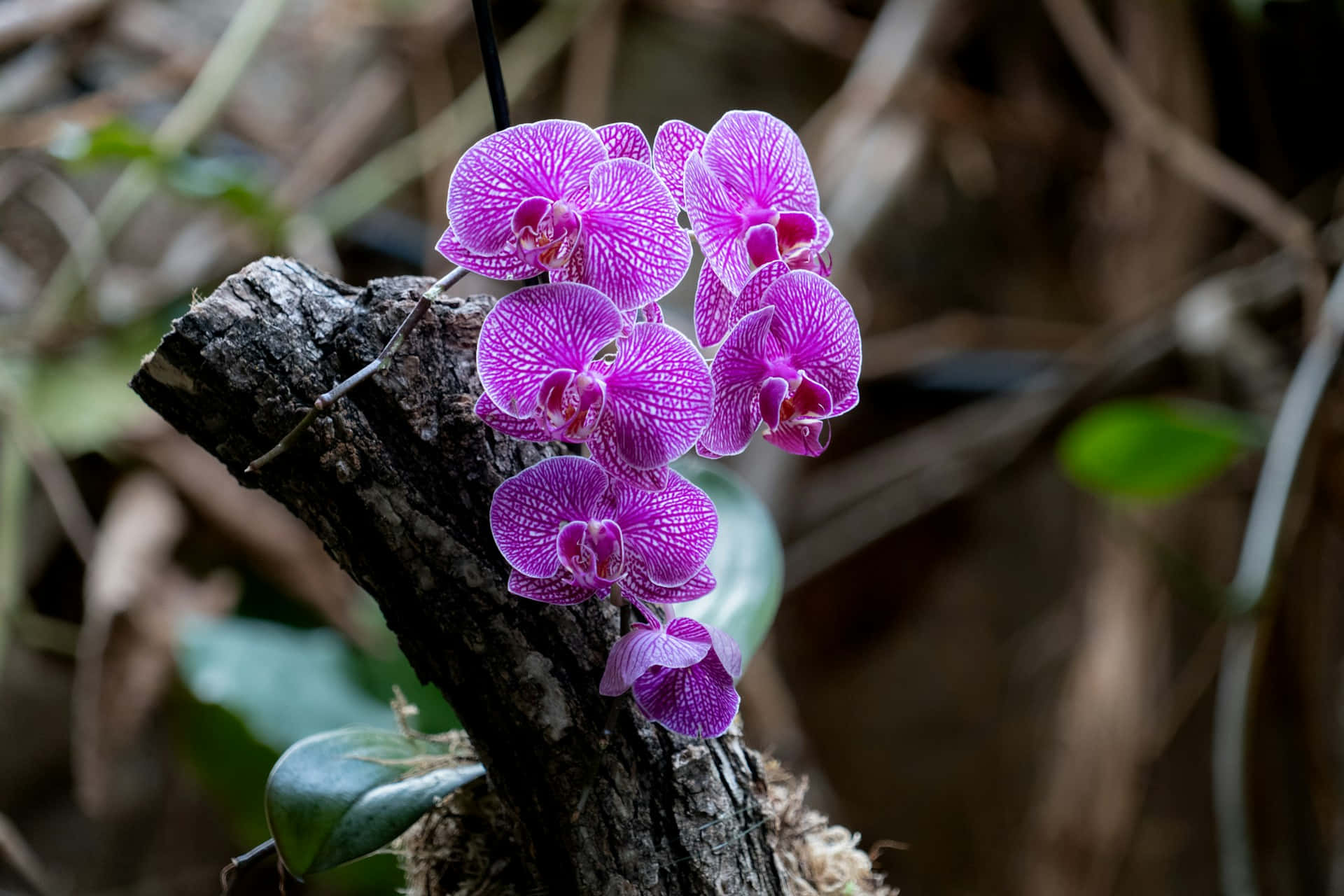 Vibrant Purple Orchidson Tree Wallpaper