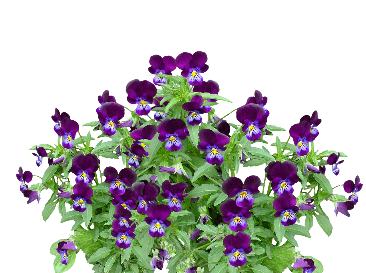 Download Vibrant Purple Pansies Black Background | Wallpapers.com