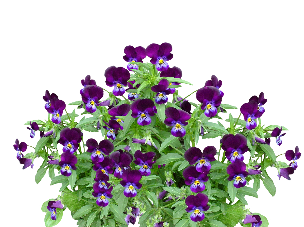 Vibrant Purple Pansies Black Background PNG