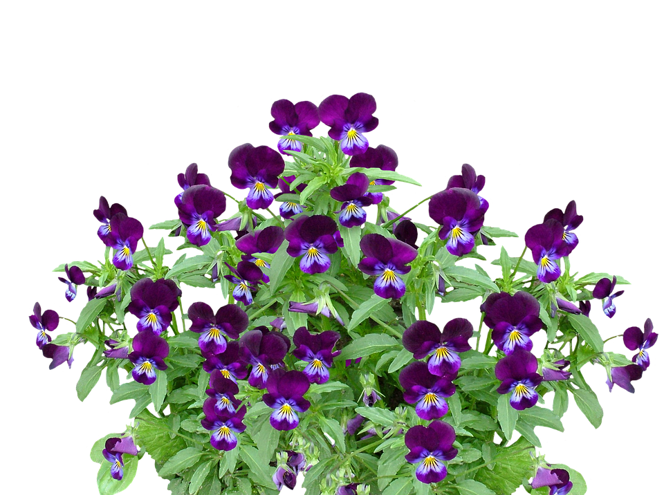 Vibrant Purple Pansies Cluster PNG