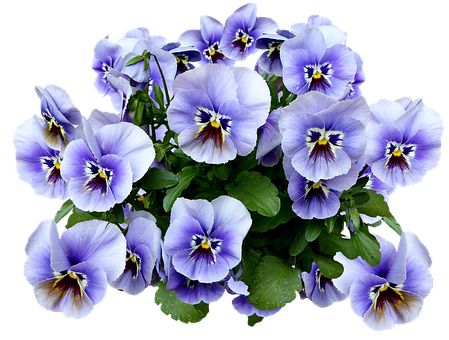 Vibrant Purple Pansies PNG