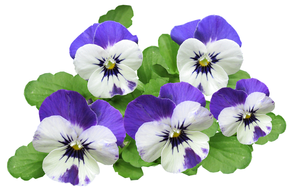 Download Vibrant Purple Pansies Transparent Background | Wallpapers.com