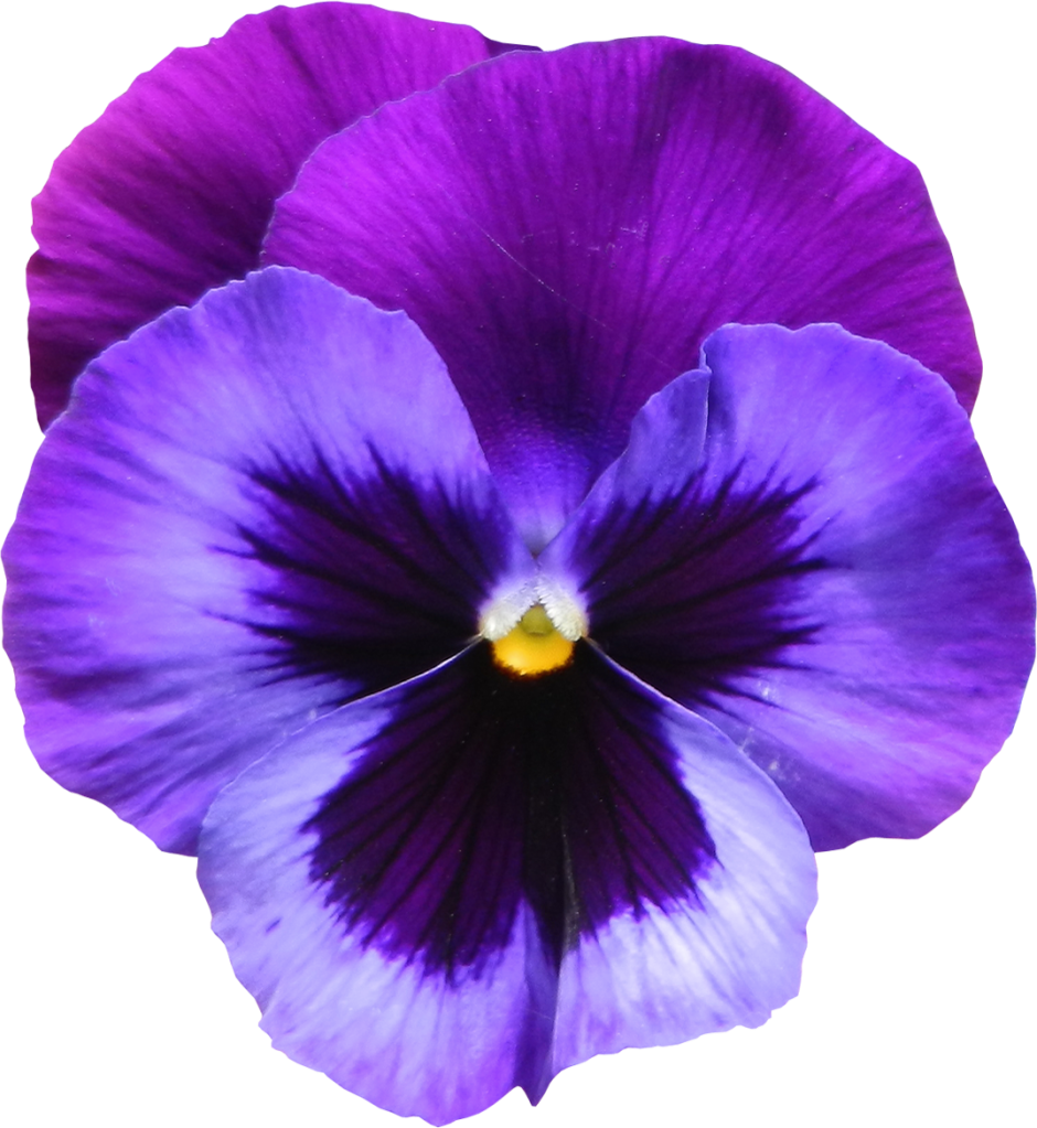 Download Vibrant Purple Pansy Flower | Wallpapers.com