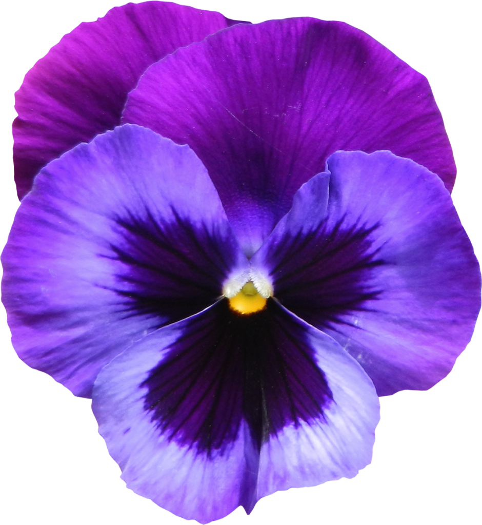 Vibrant Purple Pansy Flower PNG