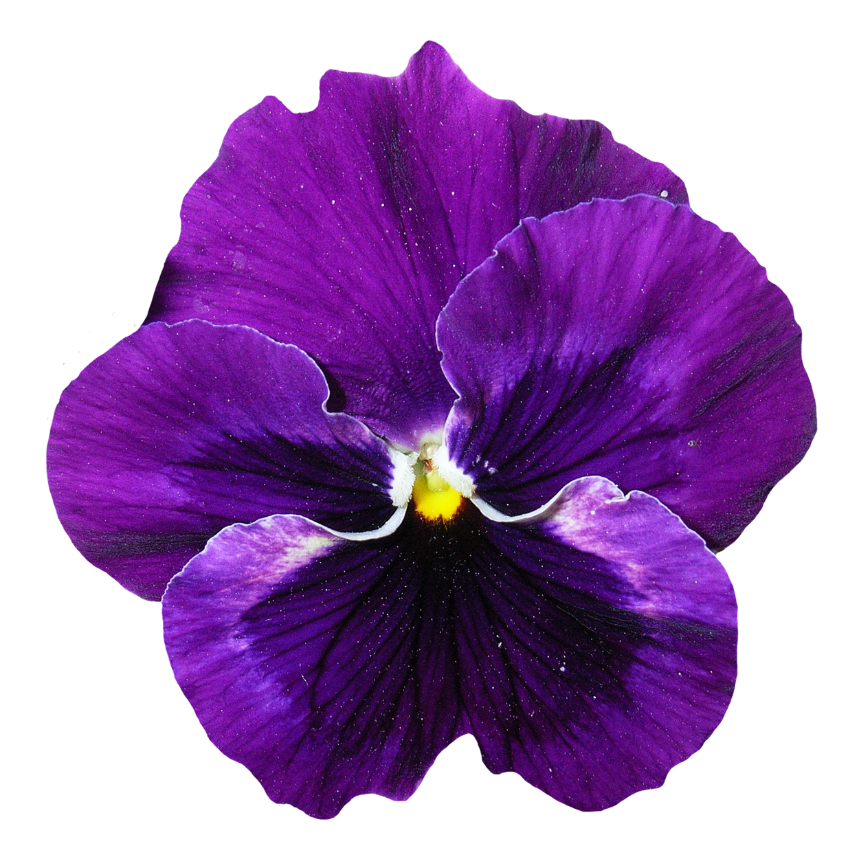 Vibrant Purple Pansy Flower PNG