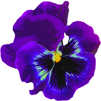 Vibrant Purple Pansy Flower PNG