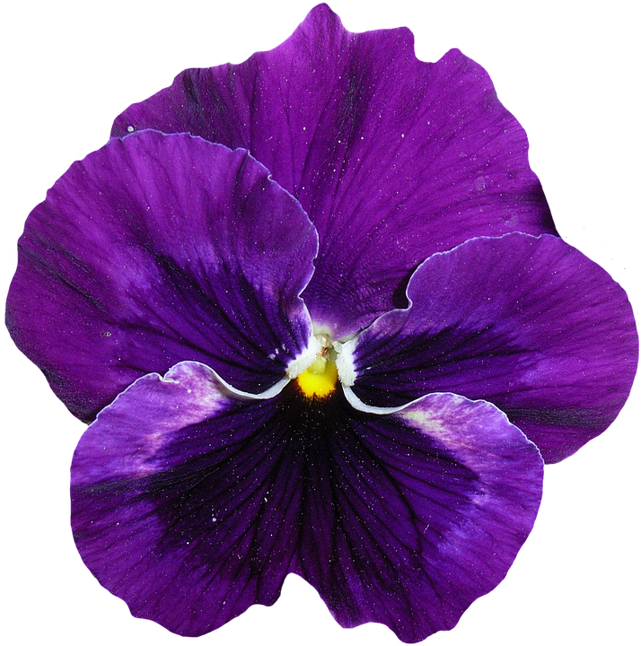 Vibrant Purple Pansy Flower.png PNG