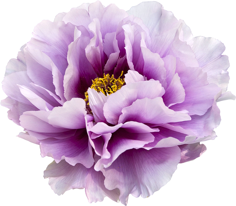 Vibrant Purple Peony Flower PNG