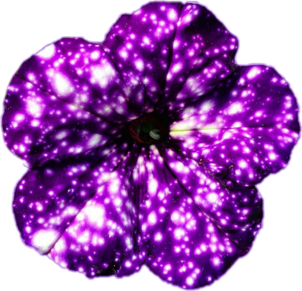 Vibrant Purple Petunia PNG