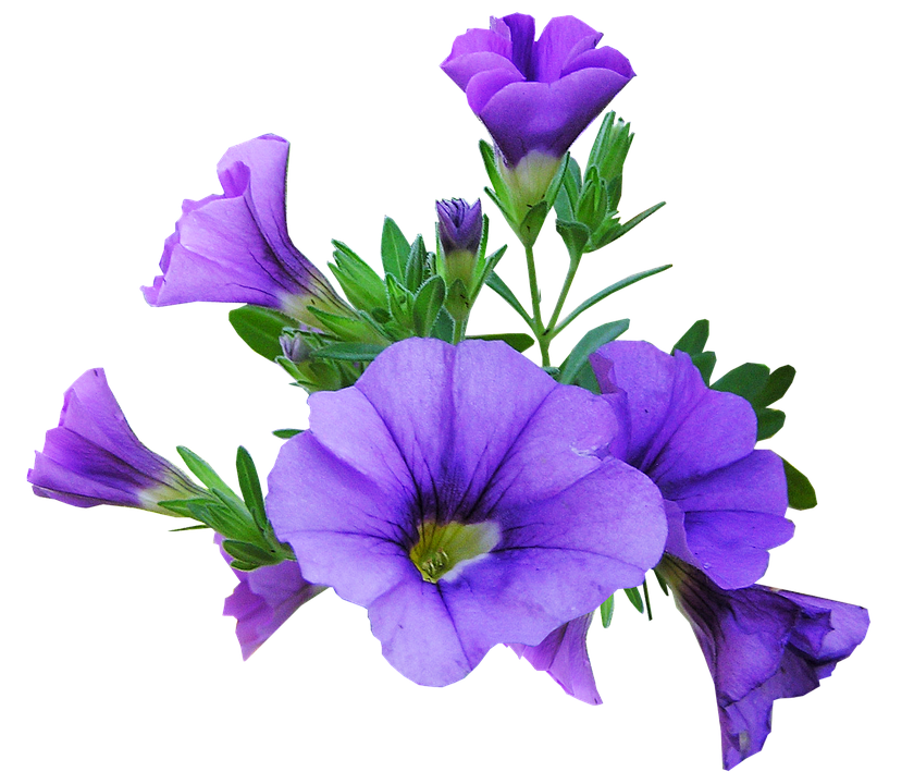 Vibrant Purple Petunia Flowers.png PNG