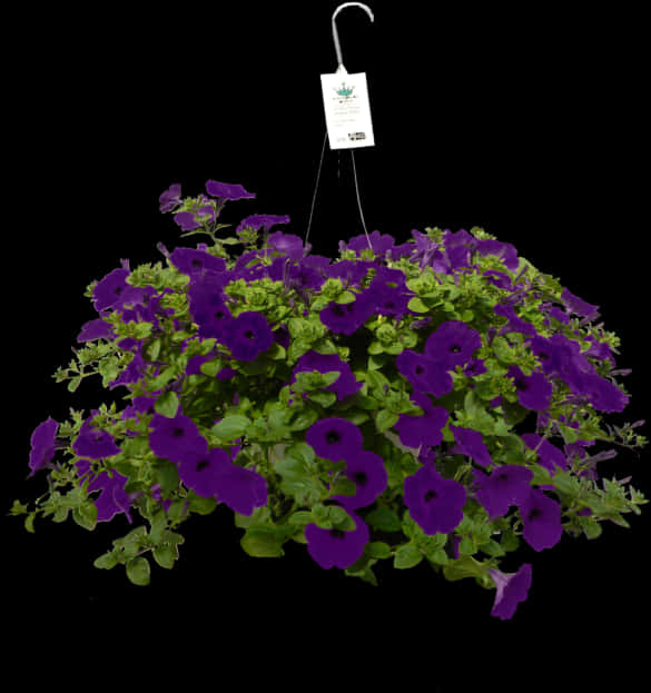 Vibrant Purple Petunia Hanging Basket PNG