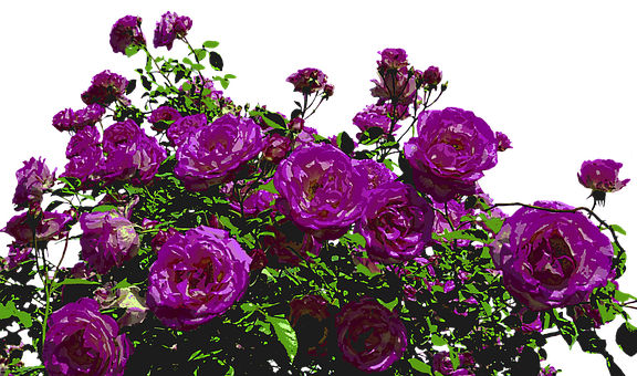 Vibrant Purple Roses Artistic Render PNG