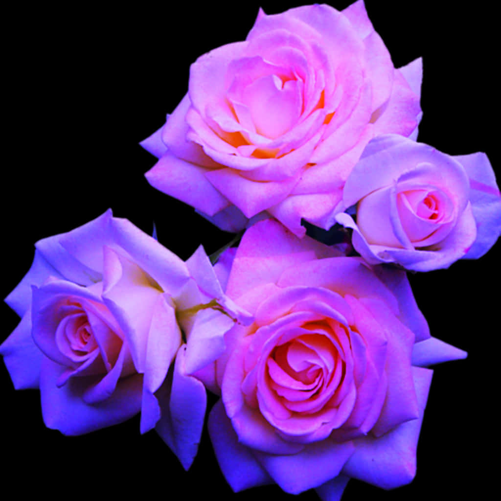 Vibrant Purple Roses Black Background PNG