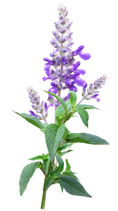 Vibrant Purple Salvia Flower PNG