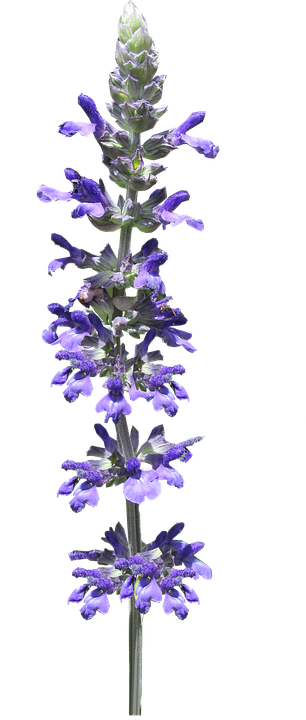 Vibrant Purple Salvia Flower Stem PNG