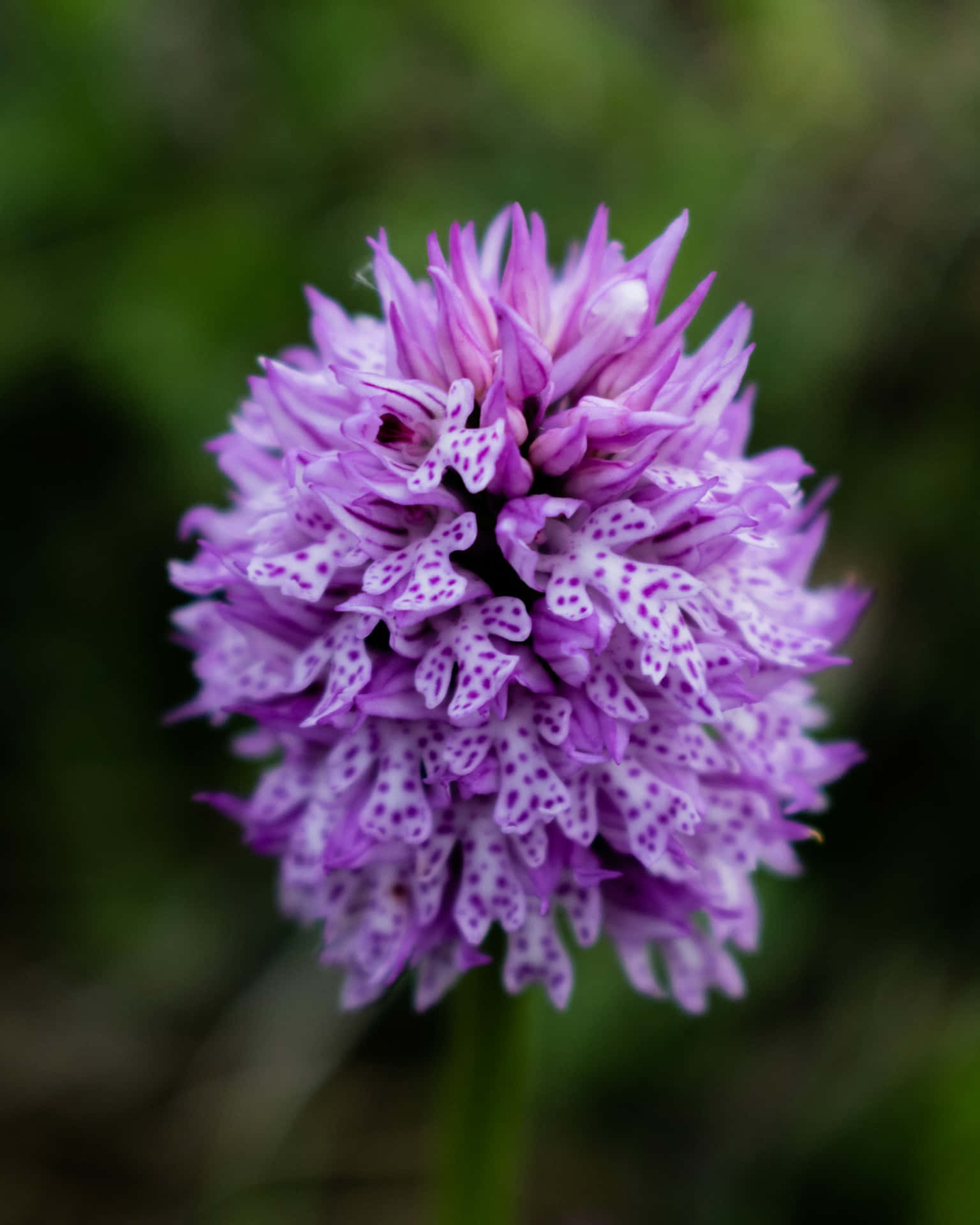 Vibrant Purple Spotted Orchid Wallpaper