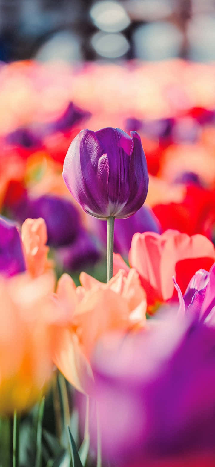 Vibrant Purple Tulip Among Colorful Flowers.jpg Wallpaper