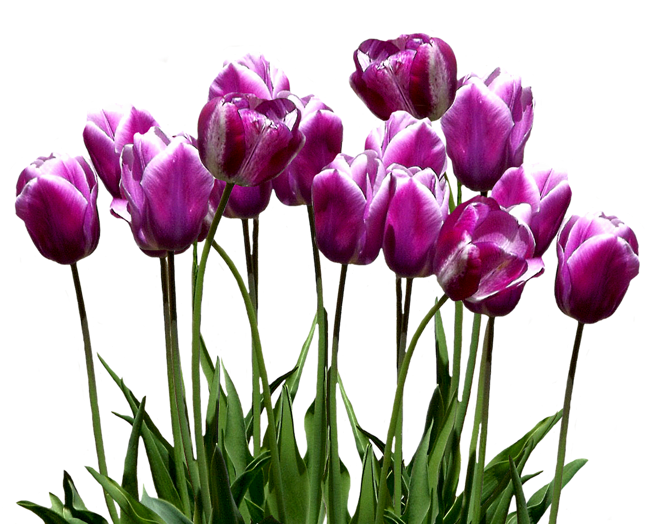 Vibrant_ Purple_ Tulips_ Against_ Black_ Background.jpg PNG