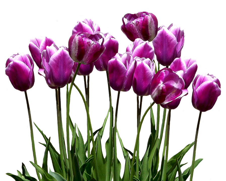 Vibrant_ Purple_ Tulips.png PNG