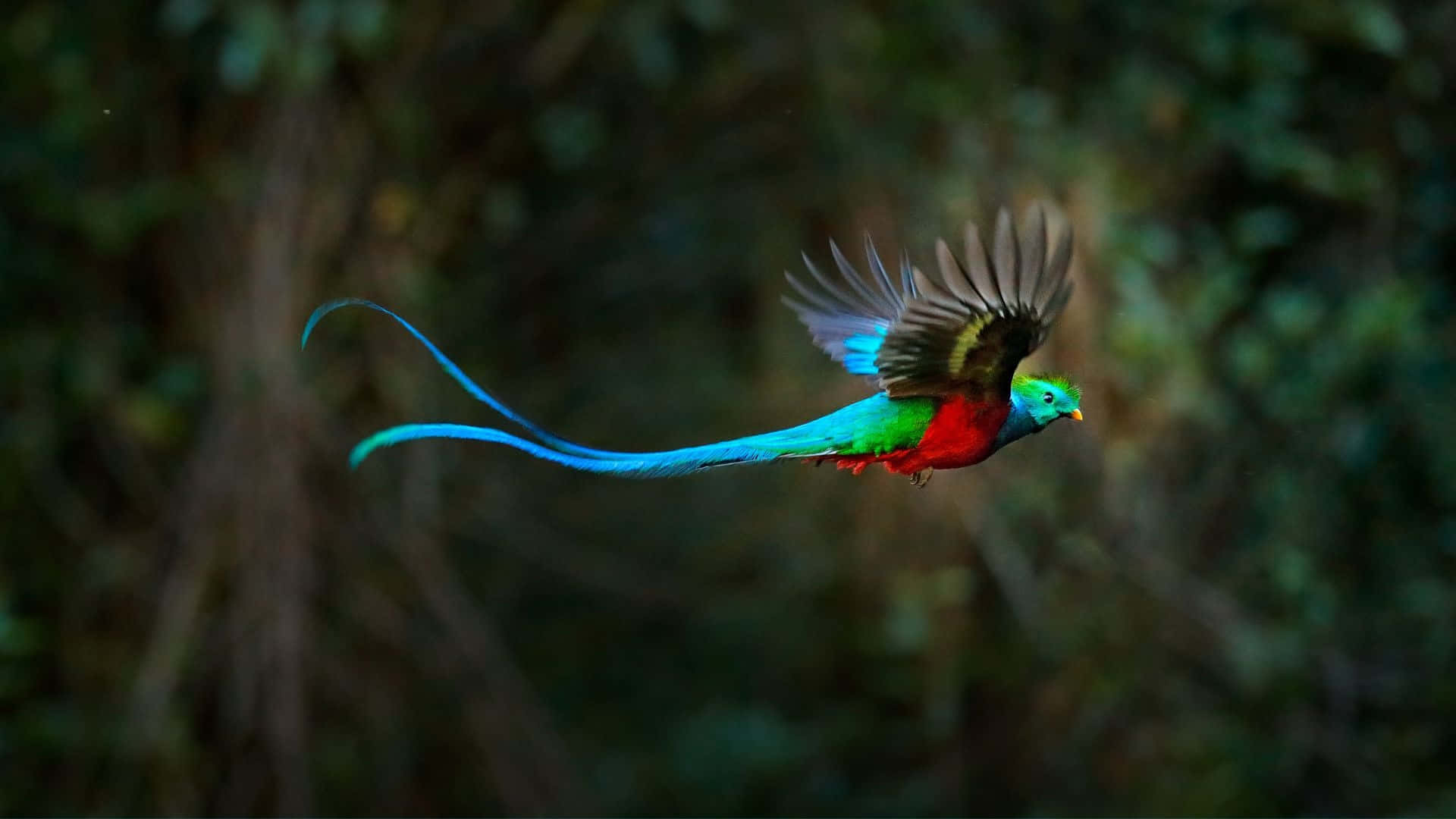 Vibrant Quetzal In Flight Wallpaper
