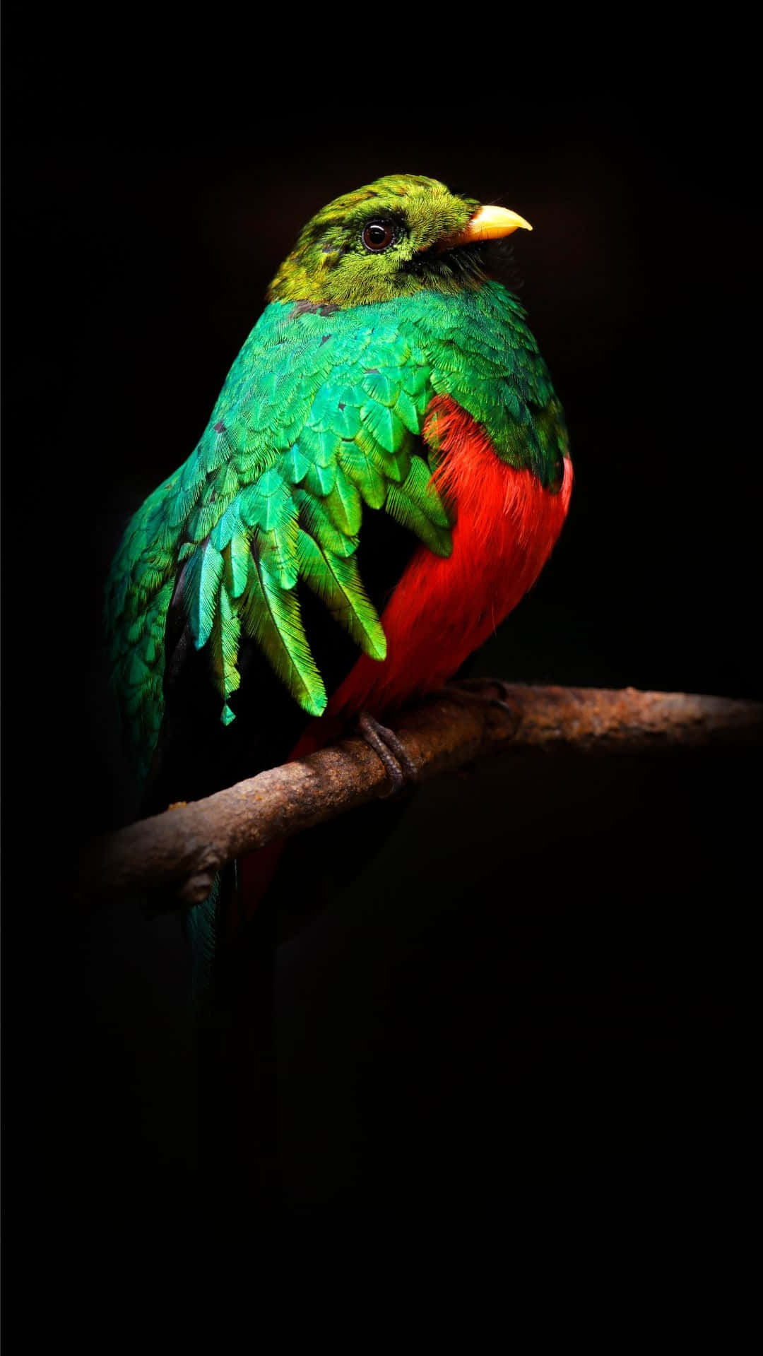 Vibrant Quetzal Perchedin Darkness Wallpaper