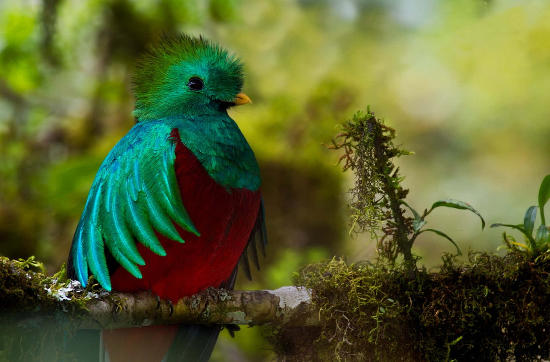 Download Vibrant Quetzal Perchedin Nature.jpg Wallpaper | Wallpapers.com