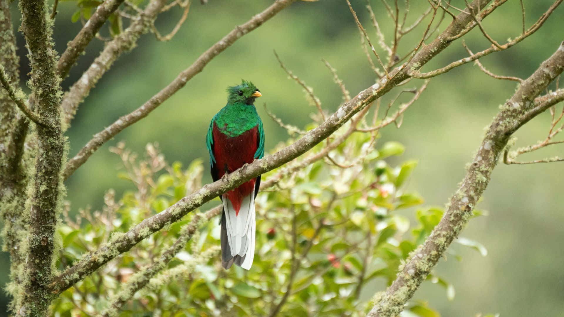 Vibrant Quetzal Perchedin Nature.jpg Wallpaper
