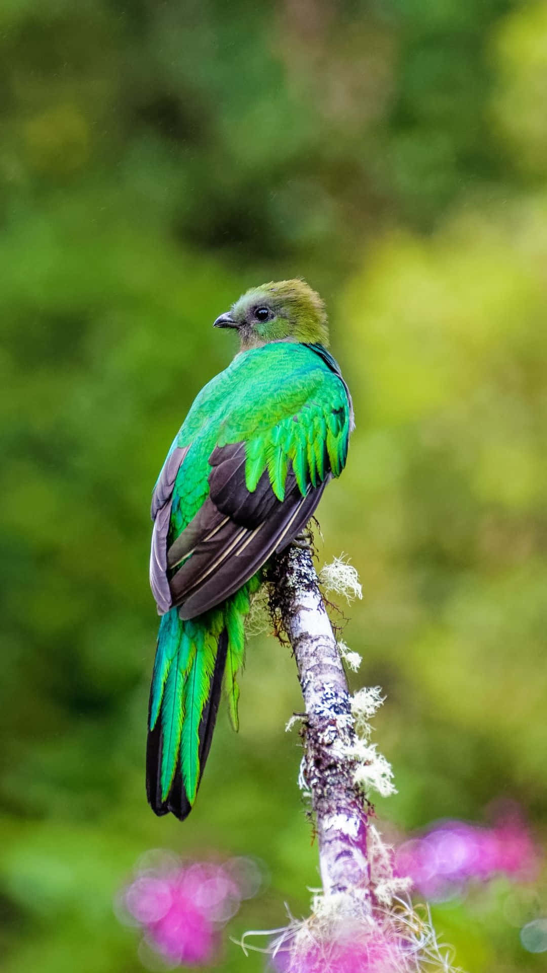 Vibrant Quetzal Perchedin Nature.jpg Wallpaper