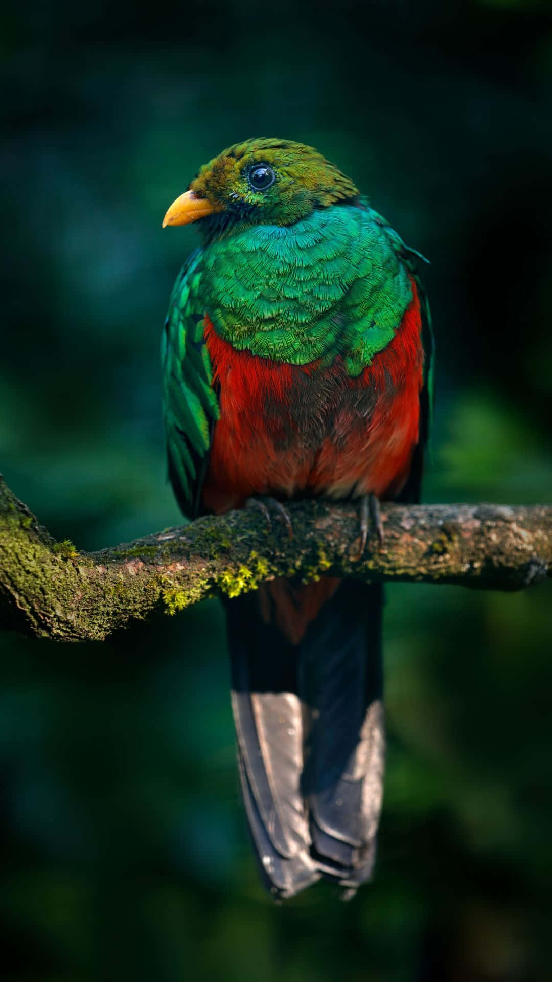 Vibrant Quetzal Perchedon Branch Wallpaper
