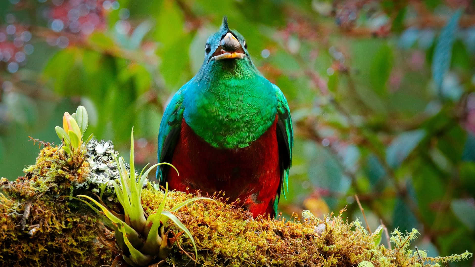 Vibrant Quetzalin Natural Habitat.jpg Wallpaper