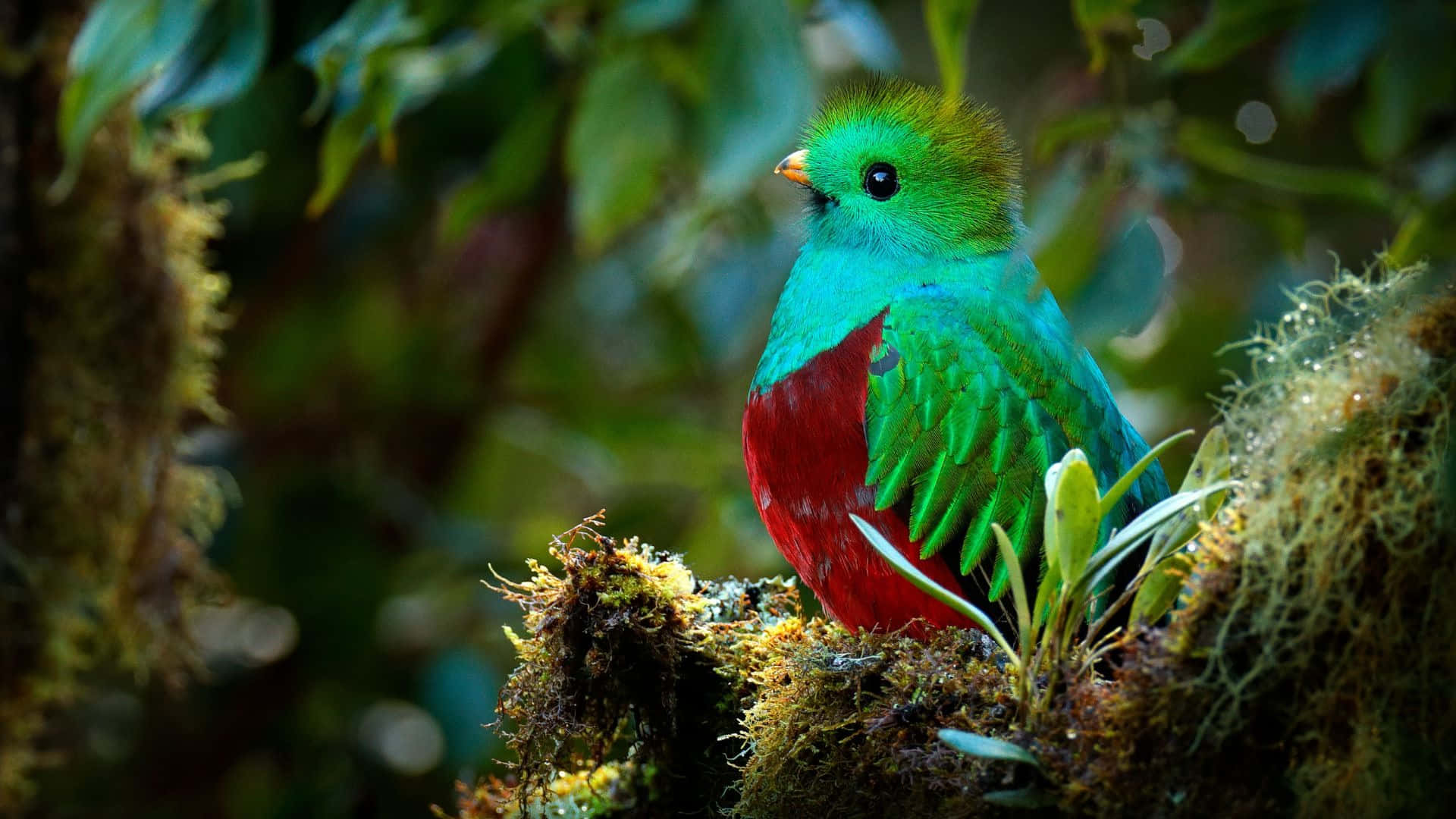 Vibrant Quetzalin Natural Habitat Wallpaper