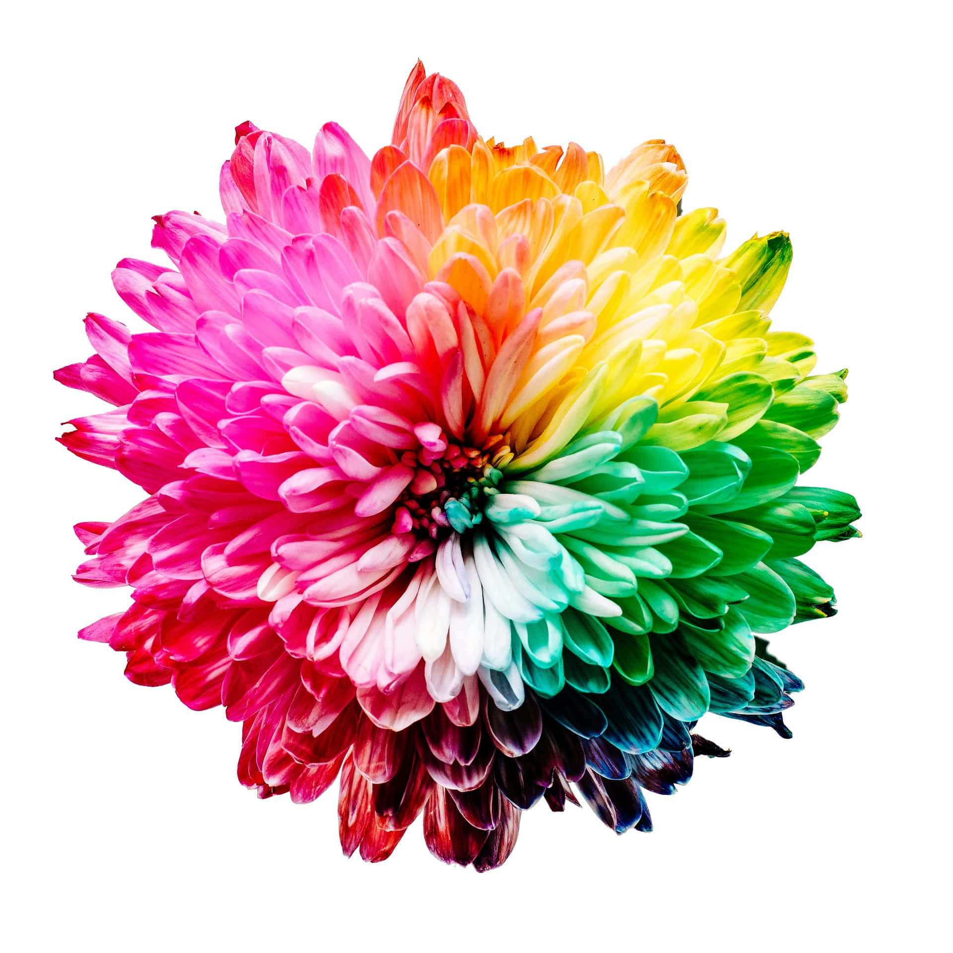 Vibrant Rainbow Chrysanthemum Wallpaper