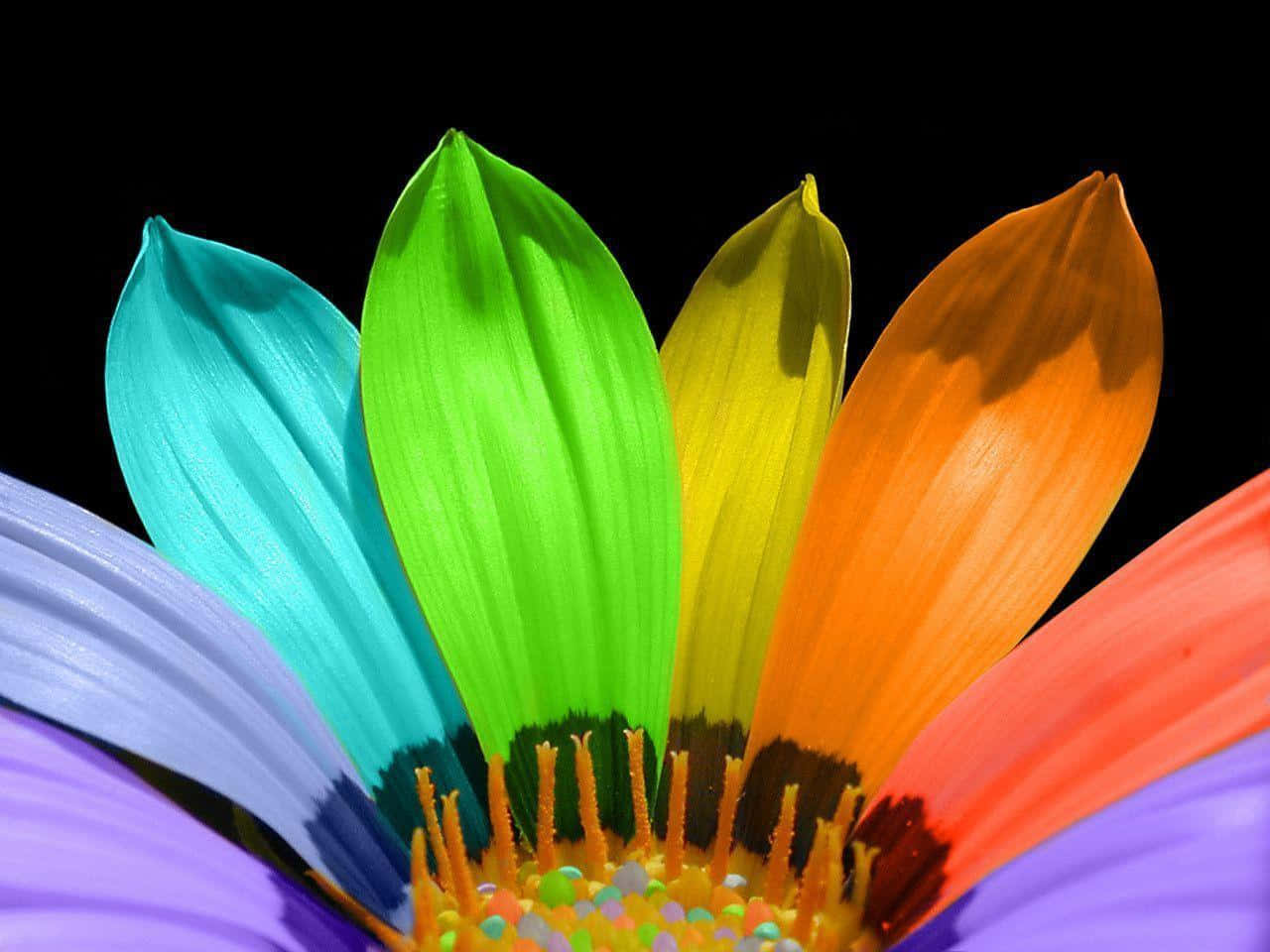Vibrant_ Rainbow_ Flower_ Closeup Wallpaper
