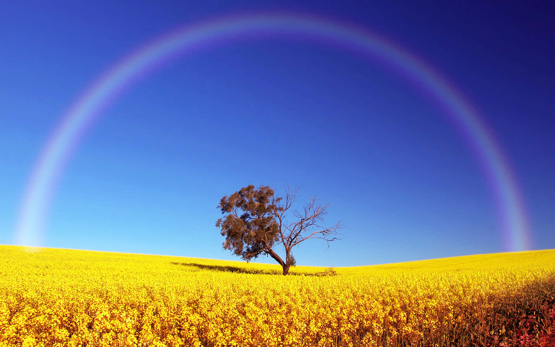 Vibrant Rainbow Over Canola Field Wallpaper