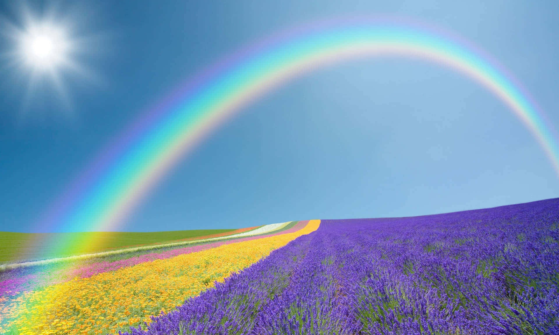 Vibrant Rainbow Over Lavender Field Wallpaper