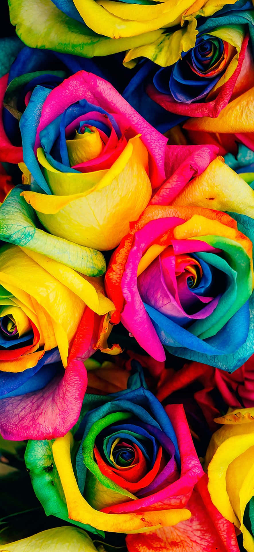 Vibrant_ Rainbow_ Roses_ Bouquet Wallpaper