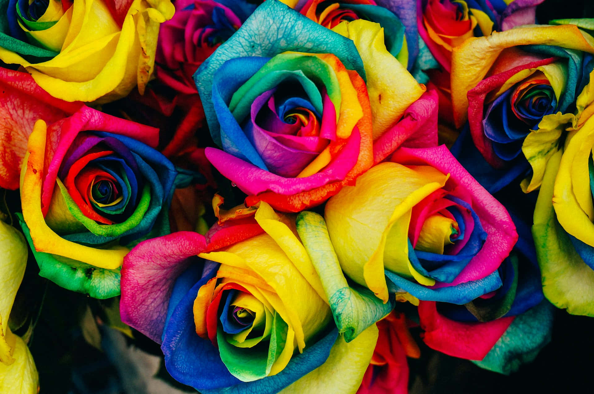 Vibrant Rainbow Roses Bouquet Wallpaper