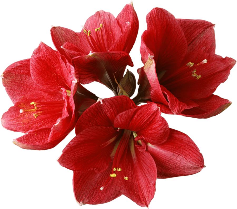 Vibrant Red Amaryllis Bloom PNG
