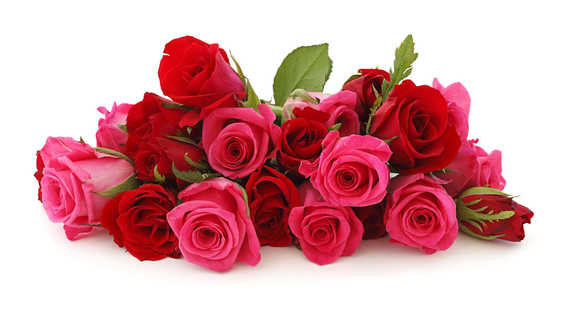 Vibrant_ Red_and_ Pink_ Roses_4 K Wallpaper