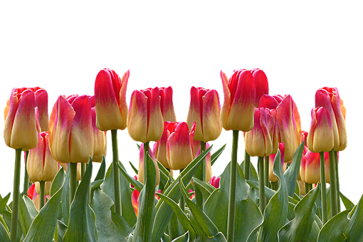 Vibrant_ Red_and_ Yellow_ Tulips PNG