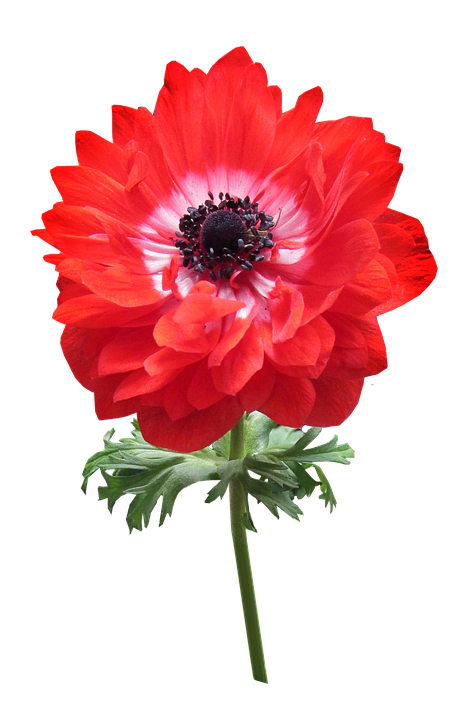 Vibrant Red Anemone Flower PNG