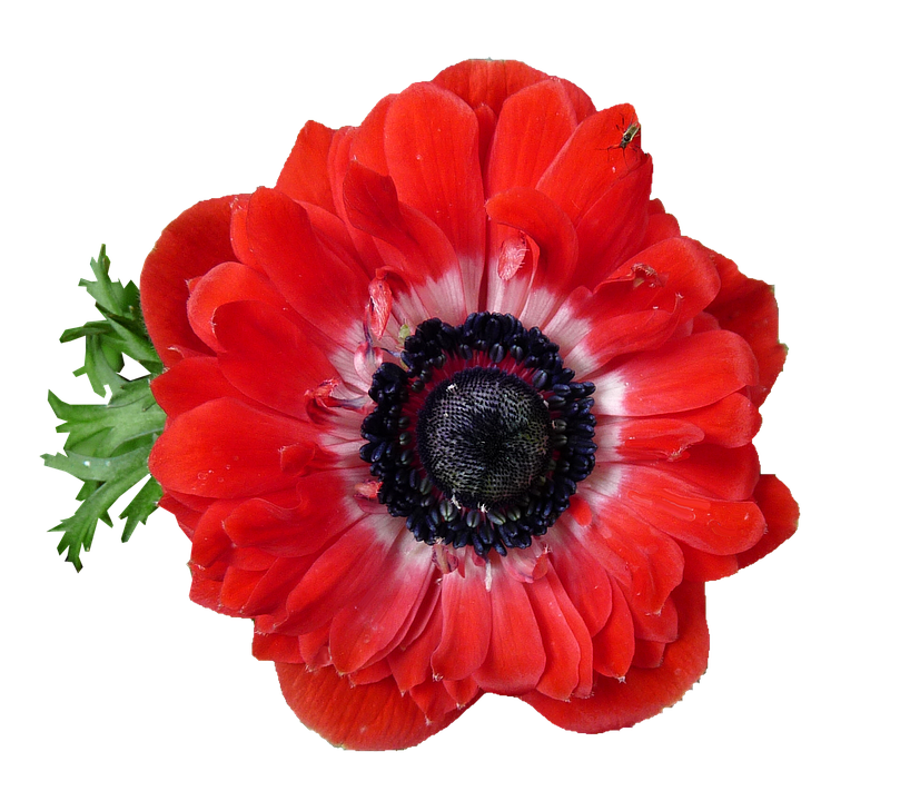 Vibrant Red Anemone Flower PNG