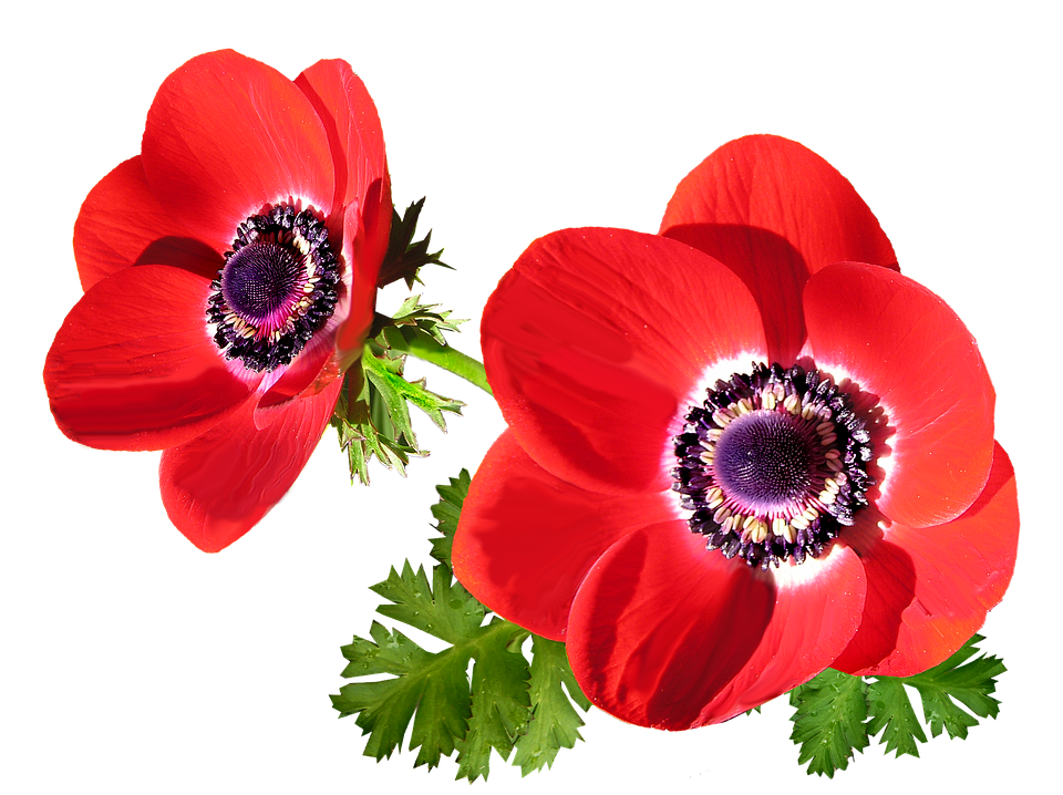 Vibrant Red Anemone Flowers PNG