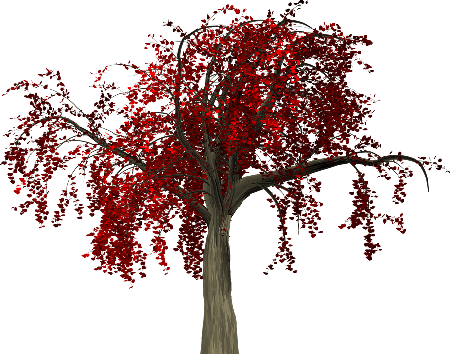 Vibrant Red Autumn Tree PNG