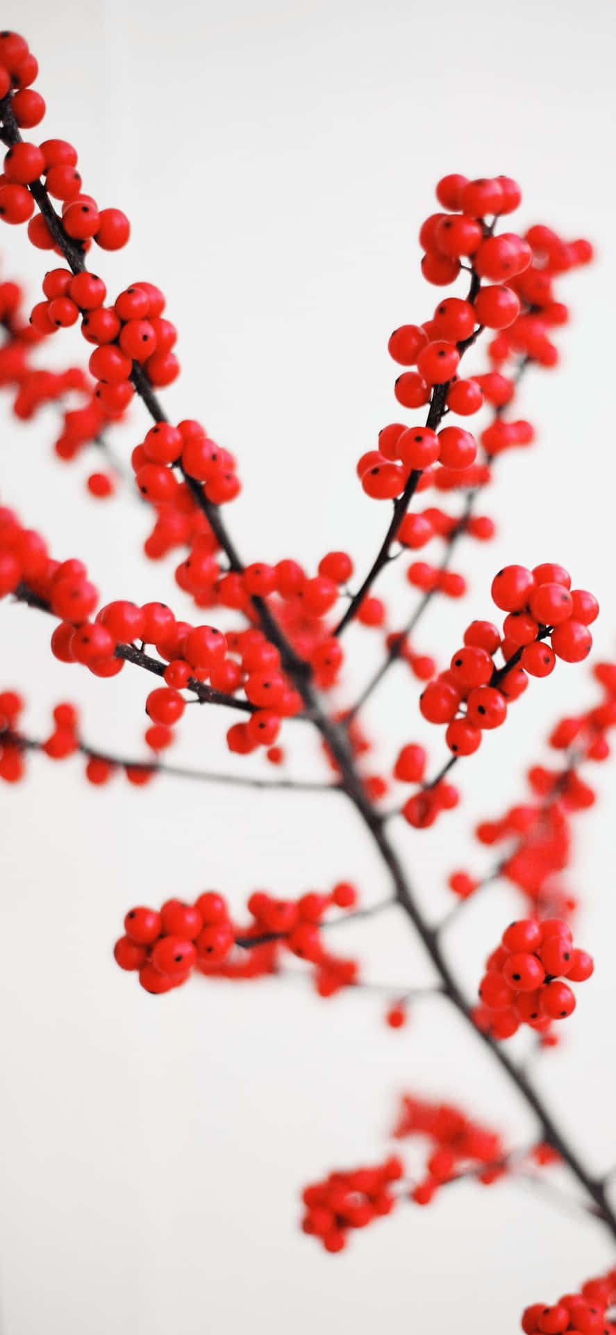 Vibrant Red Berries Branch Wallpaper