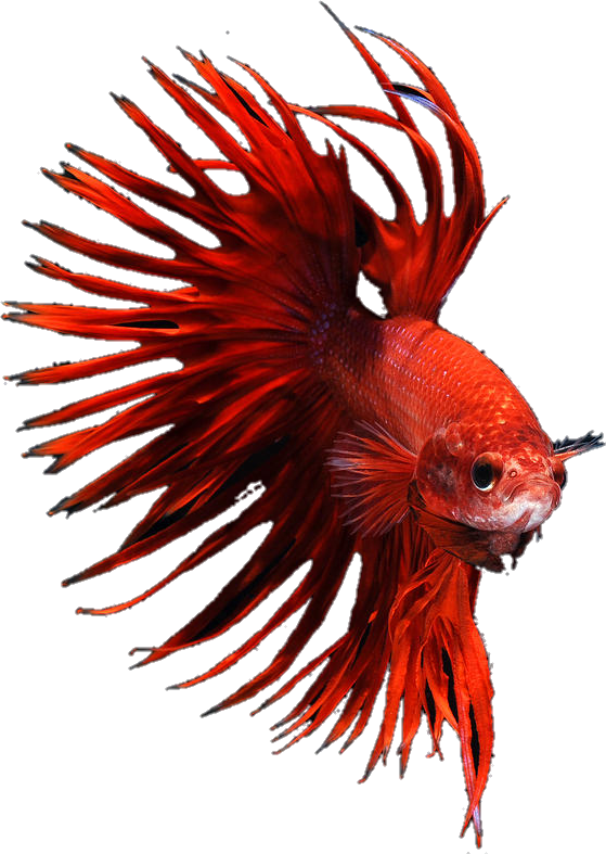 Vibrant Red Betta Fish PNG