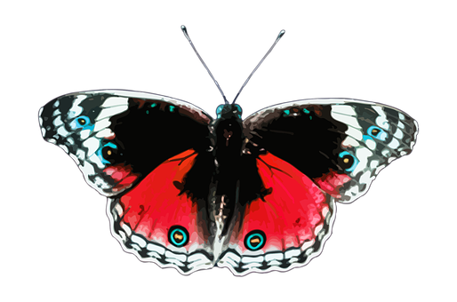 Vibrant Red Butterfly Black Background PNG