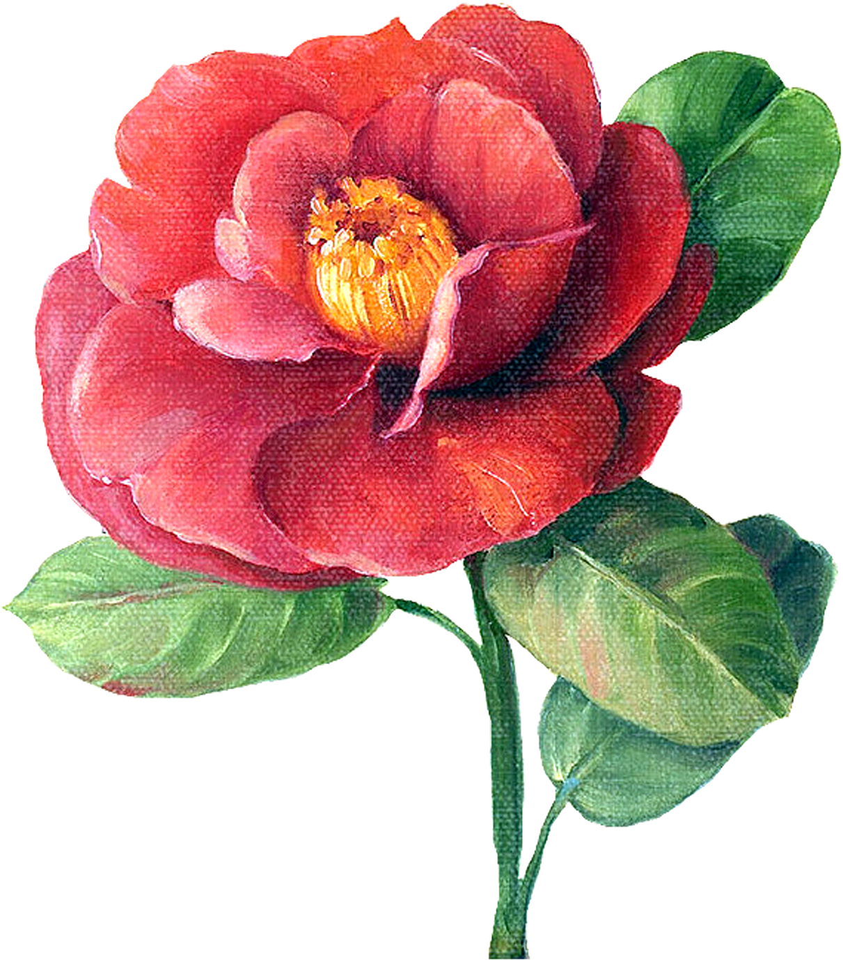 Vibrant Red Camellia Bloom PNG